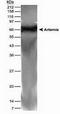 Protein artemis antibody, TA309620, Origene, Western Blot image 