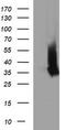 CD326 / EpCAM antibody, CF506652, Origene, Western Blot image 