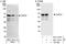 PHD Finger Protein 23 antibody, NBP1-28747, Novus Biologicals, Western Blot image 