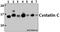 Cystatin C antibody, GTX66728, GeneTex, Western Blot image 