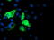 Iduronate 2-Sulfatase antibody, TA504257, Origene, Immunofluorescence image 