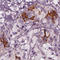 Carbohydrate Sulfotransferase 14 antibody, HPA071601, Atlas Antibodies, Immunohistochemistry frozen image 