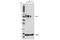 SRY-Box 17 antibody, 81778S, Cell Signaling Technology, Western Blot image 