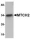 Mitochondrial Carrier 2 antibody, TA306737, Origene, Western Blot image 