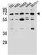 Potassium Voltage-Gated Channel Modifier Subfamily V Member 2 antibody, AP52321PU-N, Origene, Western Blot image 
