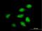 ADP Ribosylation Factor Interacting Protein 2 antibody, H00023647-B01P, Novus Biologicals, Immunocytochemistry image 