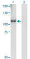 Ral Guanine Nucleotide Dissociation Stimulator Like 1 antibody, LS-C105118, Lifespan Biosciences, Western Blot image 