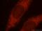 A-Kinase Anchoring Protein 1 antibody, 15618-1-AP, Proteintech Group, Immunofluorescence image 