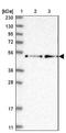 REST Corepressor 2 antibody, NBP1-92323, Novus Biologicals, Western Blot image 