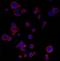 PD-L1 antibody, A700-020, Bethyl Labs, Immunocytochemistry image 