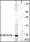 Survivin antibody, orb96468, Biorbyt, Western Blot image 