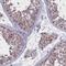 Prolyl-TRNA Synthetase 2, Mitochondrial antibody, PA5-55888, Invitrogen Antibodies, Immunohistochemistry frozen image 