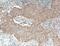 Macrophage Erythroblast Attacher antibody, 15238-1-AP, Proteintech Group, Immunohistochemistry frozen image 