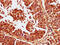 Calcineurin Binding Protein 1 antibody, CSB-PA23399A0Rb, Cusabio, Immunohistochemistry frozen image 