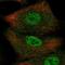 Serpin Family B Member 9 antibody, HPA030067, Atlas Antibodies, Immunofluorescence image 