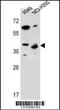 Protein Phosphatase 1 Regulatory Subunit 42 antibody, 56-436, ProSci, Western Blot image 