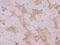 Cell division control protein 6 homolog antibody, 200977-T08, Sino Biological, Immunohistochemistry frozen image 
