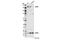 JMJ antibody, 13594S, Cell Signaling Technology, Western Blot image 