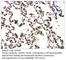 Fms Related Tyrosine Kinase 1 antibody, VEGFR1-101AP, FabGennix, Immunohistochemistry frozen image 