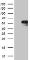 Alpha-N-acetylgalactosaminidase antibody, CF811239, Origene, Western Blot image 