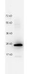 Interleukin 27 antibody, TA319601, Origene, Western Blot image 