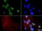 Histone Cluster 2 H3 Family Member D antibody, NB21-1071, Novus Biologicals, Immunocytochemistry image 
