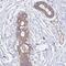 POTE Ankyrin Domain Family Member F antibody, PA5-60301, Invitrogen Antibodies, Immunohistochemistry frozen image 