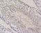 B Cell Receptor Associated Protein 31 antibody, NBP2-75416, Novus Biologicals, Immunohistochemistry paraffin image 