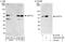 SPT7 Like, STAGA Complex Gamma Subunit antibody, A302-803A, Bethyl Labs, Western Blot image 