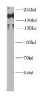 p220 antibody, FNab02724, FineTest, Western Blot image 