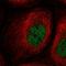 Peptidylprolyl Isomerase Like 2 antibody, HPA055637, Atlas Antibodies, Immunocytochemistry image 