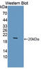 Septin-6 antibody, LS-C373409, Lifespan Biosciences, Western Blot image 