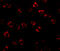 Serine palmitoyltransferase 2 antibody, A05504, Boster Biological Technology, Immunofluorescence image 
