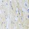 Inositol-Trisphosphate 3-Kinase B antibody, FNab04423, FineTest, Immunohistochemistry frozen image 