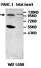 Nucleic Acid Binding Protein 1 antibody, orb77693, Biorbyt, Western Blot image 