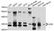 Gap Junction Protein Beta 1 antibody, abx136022, Abbexa, Western Blot image 