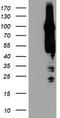 ArfGAP With GTPase Domain, Ankyrin Repeat And PH Domain 1 antibody, CF504204, Origene, Western Blot image 