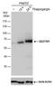 Sequestosome 1 antibody, MA5-27800, Invitrogen Antibodies, Western Blot image 