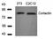 Src substrate protein p85 antibody, orb14648, Biorbyt, Western Blot image 