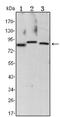 Inhibitor of nuclear factor kappa-B kinase subunit alpha antibody, AM06512SU-N, Origene, Western Blot image 