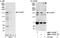 Cytoplasmic Linker Associated Protein 1 antibody, NBP1-19127, Novus Biologicals, Western Blot image 