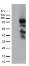 PDZ Domain Containing 1 antibody, CF813142, Origene, Western Blot image 