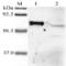 Angiopoietin Like 6 antibody, ALX-210-430-C100, Enzo Life Sciences, Western Blot image 