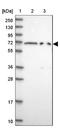 Elongin A2 antibody, NBP1-92482, Novus Biologicals, Western Blot image 