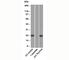 CD3 antibody, V2033SAF-100UG, NSJ Bioreagents, Western Blot image 
