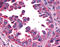 CALCRL antibody, TA316587, Origene, Immunohistochemistry frozen image 