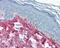 Collagen Type I Alpha 1 Chain antibody, 49-396, ProSci, Immunohistochemistry frozen image 