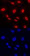ETS Variant 5 antibody, MAB7107, R&D Systems, Immunocytochemistry image 