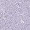 Homer protein homolog 1 antibody, HPA036521, Atlas Antibodies, Immunohistochemistry paraffin image 