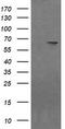 NADPH Dependent Diflavin Oxidoreductase 1 antibody, TA505464S, Origene, Western Blot image 
